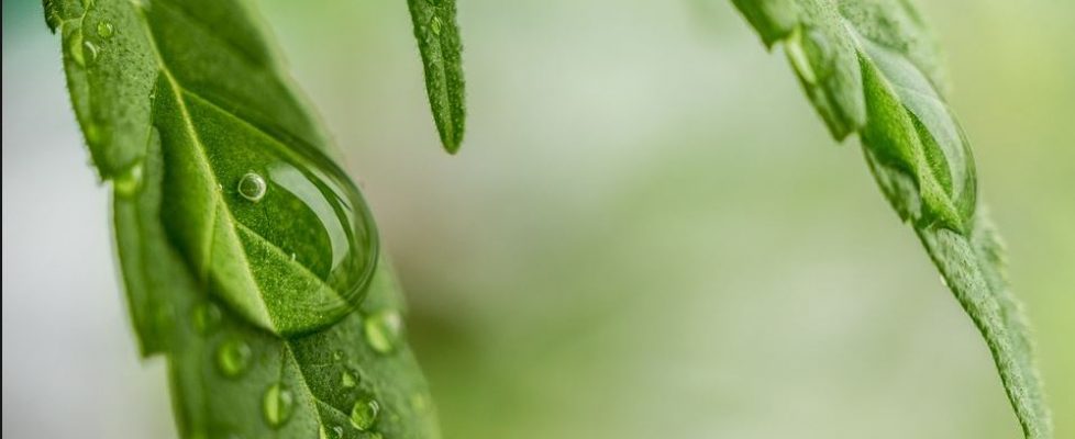 canna oil 2